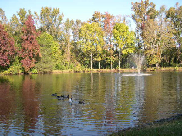 large pond with ducks swimming